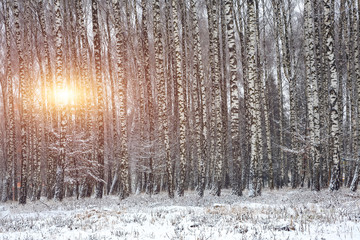Fototapeta premium Sunset in the birch grove