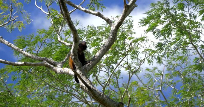 Howler Monkey Sitting On A Tree, Howling, Costa Rica