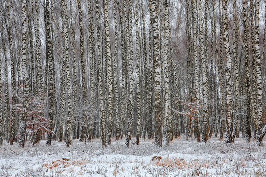 Fototapeta Frozen birch forest landscape