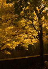 Tree, autumn