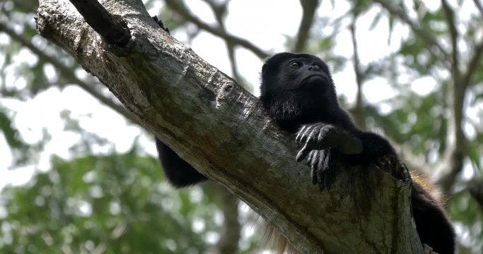 Howler Monkey Sitting On A Tree, Howling, Costa Rica