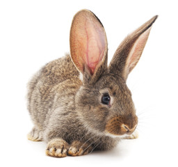 Obraz premium One small brown rabbit.