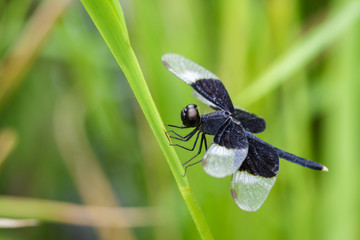 Image of Pied Paddy Skimmer Dragonfly (Neurothemis Tullia) on green leaves. Insect Animal