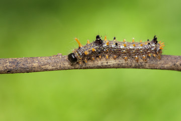 Image of brown caterpillar on tree branch on natural background.  Insect. Worm. Animal.