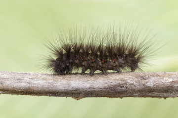 Image of Hairy caterpillar on a tree branch. Insect Animal