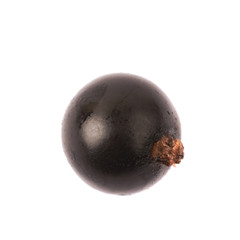 Single black currant berry isolated