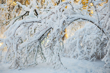 heavy branches under the snow