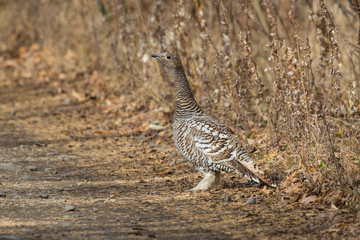 A female Black-billed capercaillie standing on the roadside of a forest road in an autumn forest