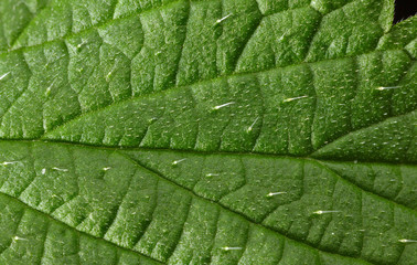 Nettle defensive hairs with irritants