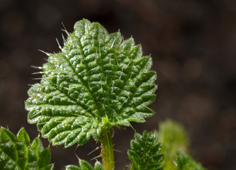 Small nettle growing leaf