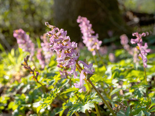 Kwitnąca kokorycz pusta (Corydalis cava) w wiosennym lesie