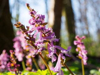 Kwitnąca kokorycz pusta (Corydalis cava) w wiosennym lesie
