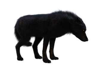 3D Rendering Black Wolf on White