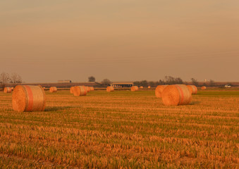 expanse of hay cylindrical bales in a farmland /cylindrical bales of hay called round bales packed...