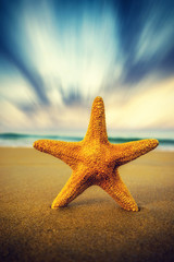Obraz na płótnie Canvas Starfish on the beach on a sunny day