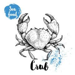 Hand drawn sketch crab with big claws. Seafood vector illustration for menu, restaurants or markets.