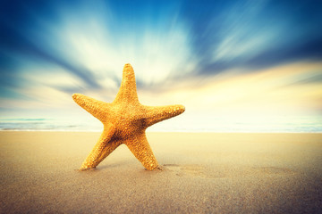 Fototapeta na wymiar Starfish on the beach on a sunny day