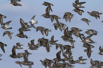 A flock of Rock sandpiper flying over the coastline on a winter day