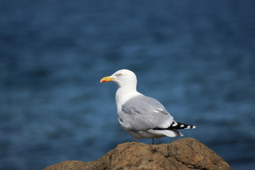 Möve 
