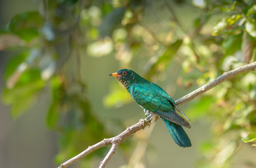 Asian Emerald Cuckoo (Chrysococcyx maculatus.