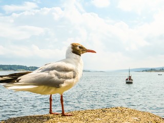 Seacoast of the Oslo Fjord, Norway. Landscape of Norway fjord on summer day