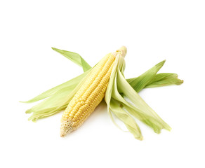 Ear of corn corncob isolated