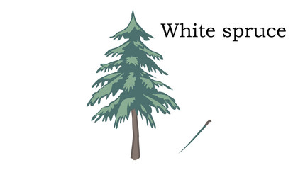 White spruce Trees vector element