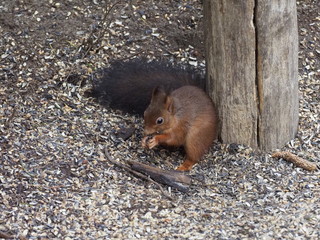 Eichhörnchen frisst Sonnenblumenkerne