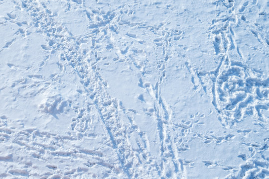 Snow background with many human, birds and animal tracks and footsteps