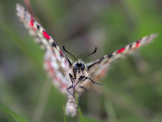 Zerynthia rumina. Butterfly in their natural environment