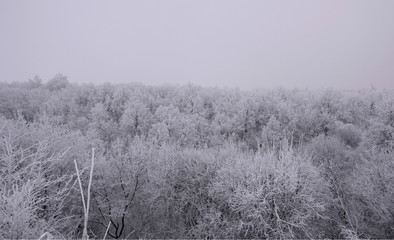 dark winter forest in a mystical fog