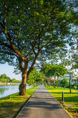 Road pathway Jogging track in the  public park under big tree