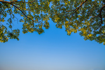 A beautiful green leaves against sky background.