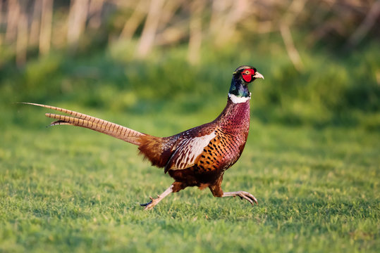 Pheasant, Phasianus colchicus