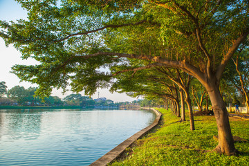 Tree in the park with lake