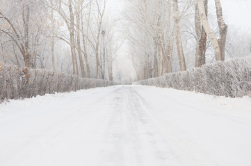 Winter alley with snow covered trees