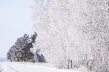 winter walk through the beautiful birch grove