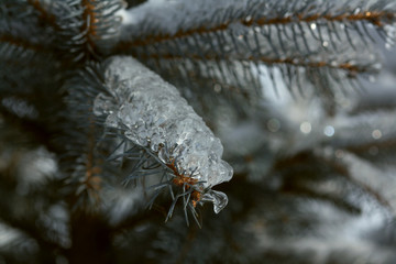 Icing of trees. Winter fairy tale. Ice and snow on the trees.