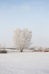 winter walk through the beautiful birch grove