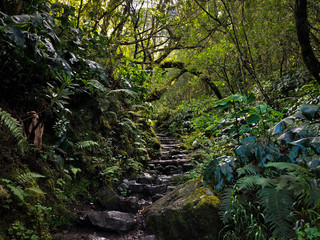 Sentier de randonnée vers le Piton des Neiges, sommet de l'île de la Réunion