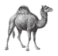Dromedary (Camelus dromedarius) / vintage illustration from Meyers Konversations-Lexikon 1897 