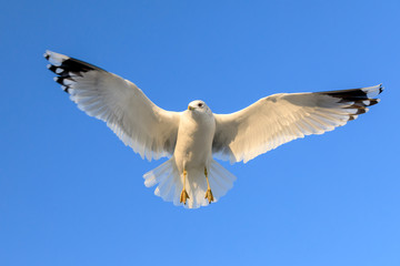 Fototapeta premium closeup of a flying seagull (laridae)
