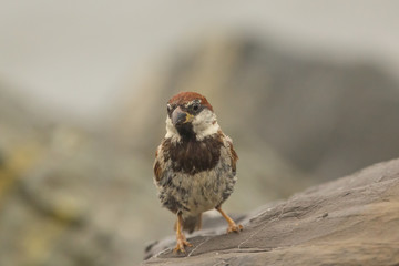 Passerotto