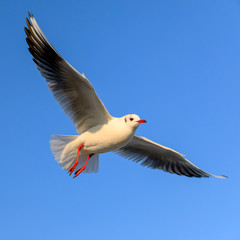 closeup of a flying seagull (laridae)