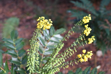 Blooming yellow Mahonias 