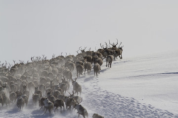 A large herd of reindeers running along the slope of a snow-covered hills