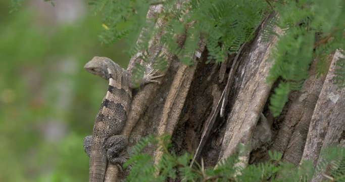 Black Spiny-Tailed Iguana, Costa Rica