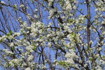 Blooming cherry plum. White flowers of plum trees on the branches of a tree. Spring garden