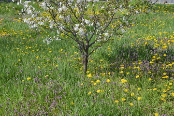 Flowering dandelions in the clearing. Meadow with dandelions