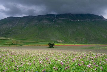 Great plain of Catelluccio covered with flower. Umbria, Italy